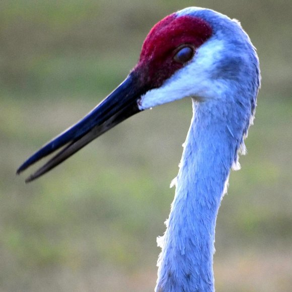 Profile Picture of Joanna Birkitt (@jbirkitt) on Poshmark