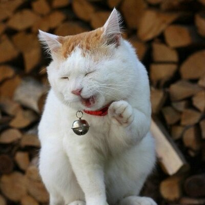 Profile Picture of RandyChou (@RandyZSZ) on Twitter