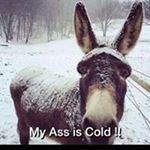 Profile Picture of Randy Tullis (@don_key69) on Instagram