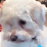 Profile Picture of Bob Stringer (@bobindallas) on Instagram