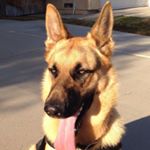 Profile Picture of Darrell Charles (@darrell_the_dogg) on Instagram