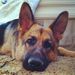 Profile Picture of Debra Guess (@dlguess) on Pinterest