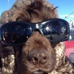 Profile Picture of Peter Wagstaff (@wagstaff_peter) on Instagram