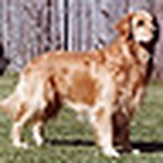 Profile Picture of Mary Tatum, DVM (@watermarkretrievers) on Flickr