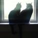 Profile Picture of Stephanie Evertts (@stevertts) on Pinterest