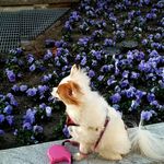 Profile Picture of Penelope stevenson (@penelopethedog17) on Instagram