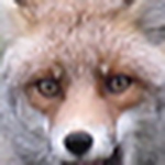 Profile Picture of Miguel Chibante (@bufo real) on Flickr