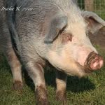 Profile Picture of Leila Boyd (@leilaboyd) on Instagram