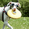 Profile Picture of x y (@davebear) on Flickr
