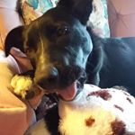 Profile Picture of Dianne Brady (@idahospursgirl) on Instagram