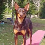 Profile Picture of 🐾Billie jay Harding🐾 (@kakadu_kelpies_cockers) on Instagram