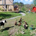 Profile Picture of Marion Gavin (@meadowsweetireland) on Instagram