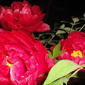 Profile Picture of Dan Liu (@danliu7227) on Youtube