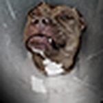 Leo Reyes - Flickr Profile Picture of Leo Reyes (@leoreyes79) on Flickr