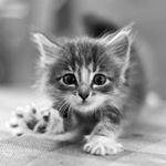 Matt Castillo - Instagram Profile Picture of Matt Castillo (@bebe9669) on Instagram