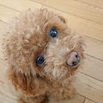 Profile Picture of coco (@a.angel.coco.7) on Instagram