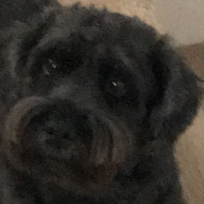 Joe Gough - Twitter Profile Picture of Joe Gough (@JoeGough16) on Twitter