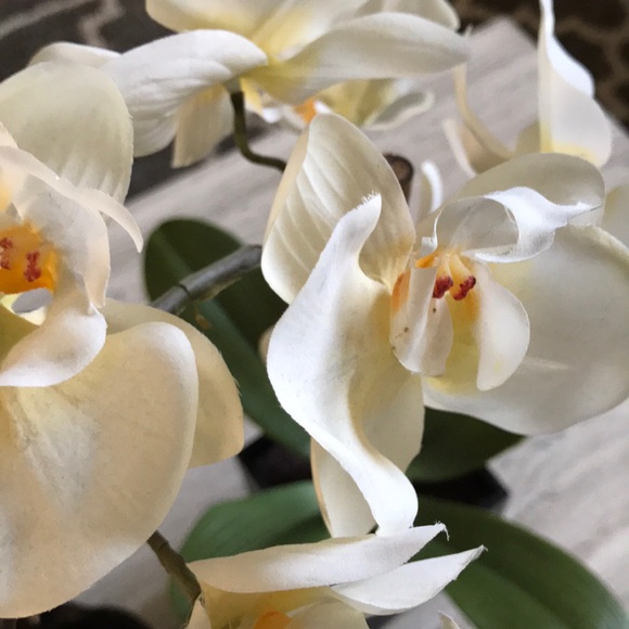 Profile Picture of Sue Downie (@suedownie) on Poshmark