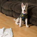 Profile Picture of Steven Toma (@steventoma89) on Instagram