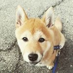 Profile Picture of Quentinshiba (@quentin_and_lucky) on Instagram