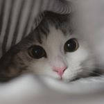 Profile Picture of Jan¡k ;D (@dergrosseboesewoolf) on Instagram