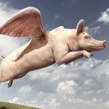 Profile Picture of Daniel Lindblad (@TheFlying_Pig) on Twitter