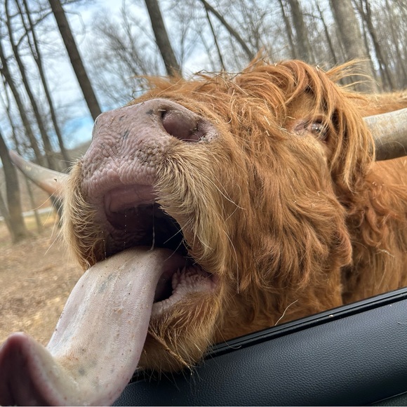 Profile Picture of Catolina Holdings (@catolinascloset) on Poshmark