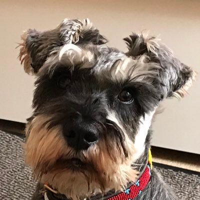 Profile Picture of Chris Padley (@dionaea1) on Twitter