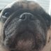 Profile Picture of John (@JurassicPug) on Twitter