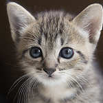 Profile Picture of Mark Ong (@makoimages) on Flickr