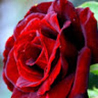 Profile Picture of Autumn Roy (@autumn-roy-8) on Quora