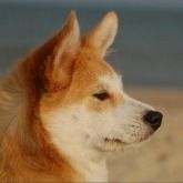 Profile Picture of Chris Byerly (@xiaobaideren) on Pinterest