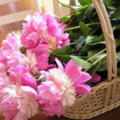 Profile Picture of FARHAT SHAIKH (@FARHATSHAIKH2) on Twitter