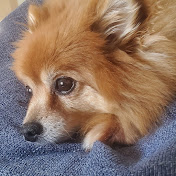 Profile Picture of Rex Graves (@rexitoburrito) on Youtube