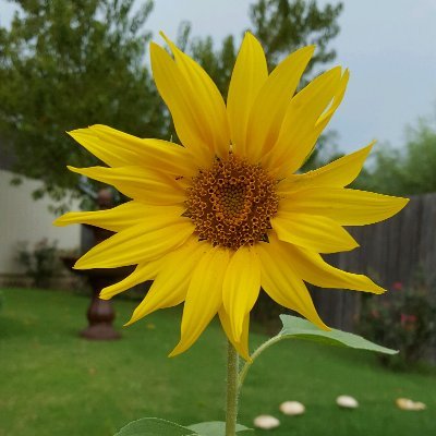 Profile Picture of Laurie Joslin (@taichigma) on Twitter