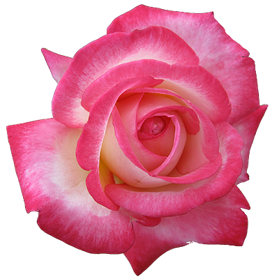 Profile Picture of RoseGreetingCards (@RoseGreetngCard) on Twitter