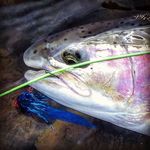 Profile Picture of Daniel LeBlond (@braveryflies) on Instagram