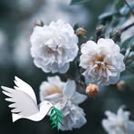 Profile Picture of Sharon Morse (@Sharon-Morse) on Facebook