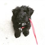 Profile Picture of Rudy Russell (@rudegirlrussell) on Instagram