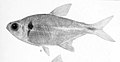 Profile Picture of Deuterodon heterostomuson Wikipedia