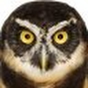 Profile Picture of Brad Doles (@darbselod) on Youtube