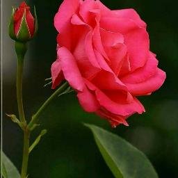 Profile Picture of Srilekha Sridasyam (@sridasyam5) on Twitter