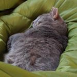 Profile Picture of Schroeder Angel Guy (@schroeder_angel_guy) on Instagram