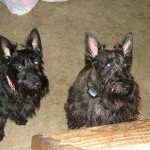 Profile Picture of Kim Jackson (@superkymmy) on Instagram