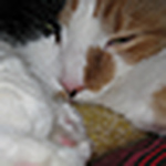 Julie Perron - Flickr Profile Picture of Julie Perron (@jougidou) on Flickr