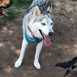 Profile Picture of Skye Manning (@blue_siberian_skye) on Instagram