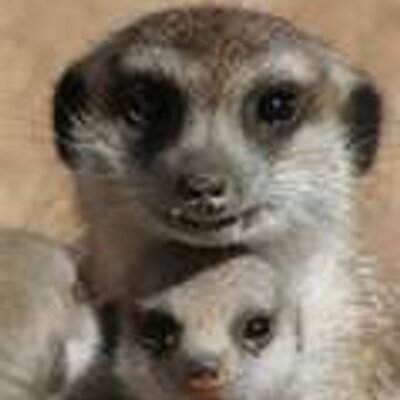 Profile Picture of Thomas Jackman (@Tomcat291) on Twitter