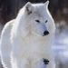 Profile Picture of Brad Donnelly (@lone_wolf62428) on Pinterest