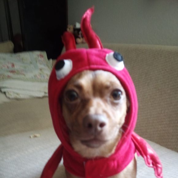 Profile Picture of Tina Panos (@tpanos1977) on Poshmark