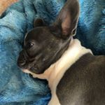 Profile Picture of Lenox Carl Botts (@frenchifreinds) on Instagram